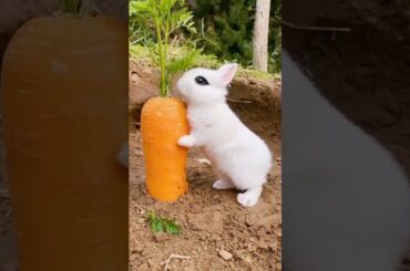 cute rabbit