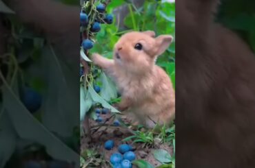 #rabbit #cute #bunny #funny #animals #cuteanimal #cutepet #cuterebbit #cuterabit #rabbitt