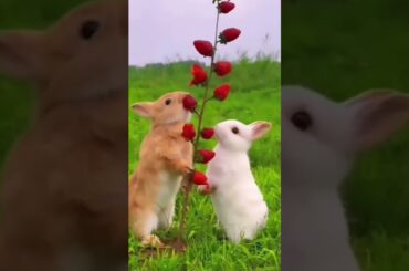 #cute #funny #animals #rabbite #cuteanimal #cutepet #rabbito #cuterabbit #rabbit #bunny