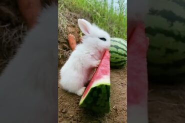cute rabbit