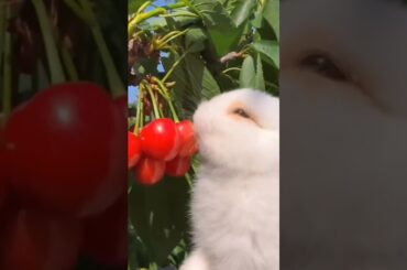 cute rabbit enjoy this food #rabbit #bunny #cuterebbit #shorts