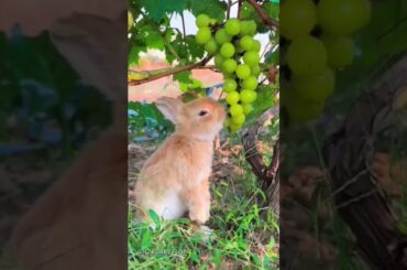 #cute #bunny #rabbit #funny #animals #cuteanimal #cutepet #cuterabit #cuterebbit #rabit