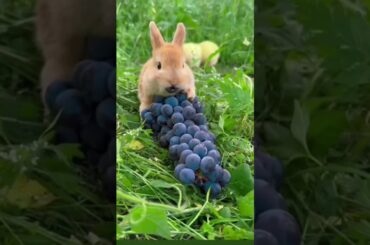 cute Bunny rabbit shocking new new food #rabbit #bunny #cute #funny #cuterebbit #shorts