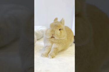 O Coelho mais fofo que ja existiu #cute #rabbit #babyanimal #cuteanimals #coelho #netherlanddwarf