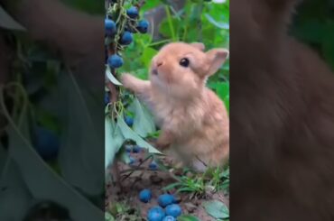 #bunny #funny #cute #rabbit #cuterebbit #animals #cute #rabit rabit #animal #mammal