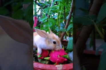 Rabbit // Bunny / #cuterabbit #cutebunny #kids #kidsvideo #trending #shorts
