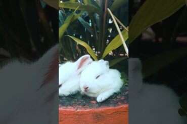 #cuteanimals #animaisfofos #babyanimals #pets #dog #doglover #cute #bunny #rabbit #short #shorts