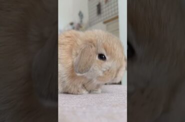 MR CLEANER #rabbit #animal #bunny #cute #pets #babybunny