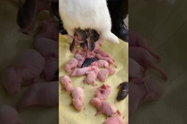 Baby rabbit #cute Rabbit growth #pets #shorts #bunny