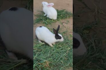 Cute Bunny Eating #lucknowzoo #cuteanimal #viralvideo #cutepet #shortfeed #trending #shorts #love