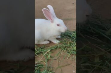 Cute Rabbit Eating #lucknowzoo #cuteanimal #viralvideo #cutepet #shortfeed #shorts #love #trending