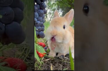 Rabbit eating brown  grapes #youtubeshorts