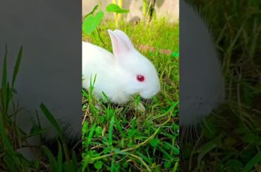 So cute baby #rabbit #bunny
