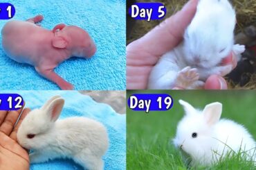 A Cute Rabbit Growth | 1 To 19 Days Old | Baby rabbit growing up day by day