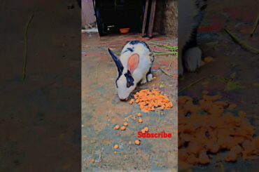 rabbitlover#cuterabbitdrawing # #bunny #animals #rabbit Subscribe #cute #bunny #rabbit #travel #a