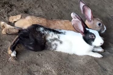 Cute Baby Videos | Rabbit Short Video | Cute Bunny Videos | Funniest Animals 2024