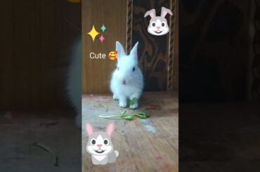 Cute Baby Rabbit is eating coriander leaves with fun.@Homebunnychannel.