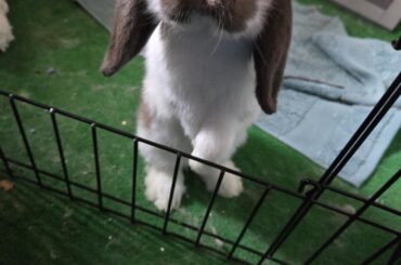 Hooman where are my pets?