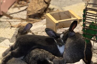 Leeme just scootch on in