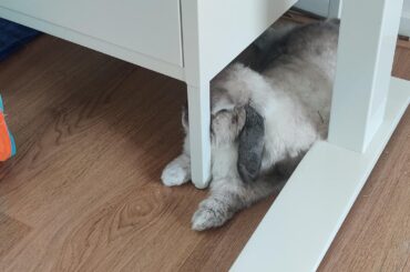 Bollo?? This cannot be comfortable