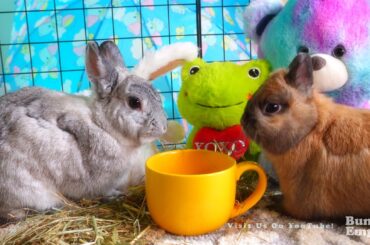 Breakfast With Bunnies