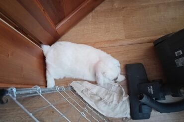 I guess Micka doesn't want her tail anymore?