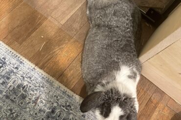 Laying on the hard floor is the most comfortable