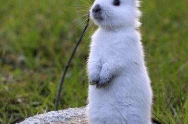 my bunny stands there like an earthling