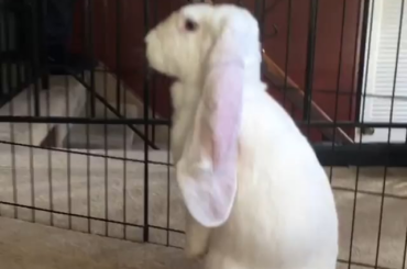 Meet Sugar !🤍🐰