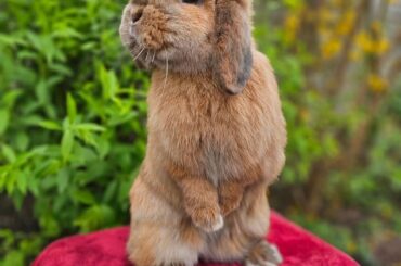 he is the king of my home now ...