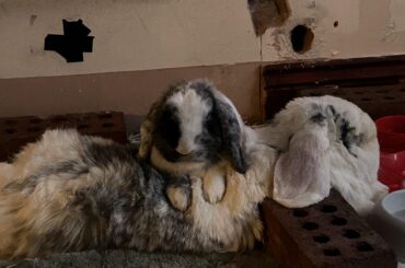 Granite claimed marble