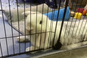 Cage wall AND ear on bed?!?