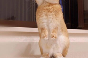 Okay human, you may make some food now