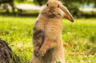 my bunny looks so cute but he's a bit out of it