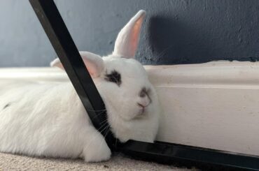 Sleeping under the desk