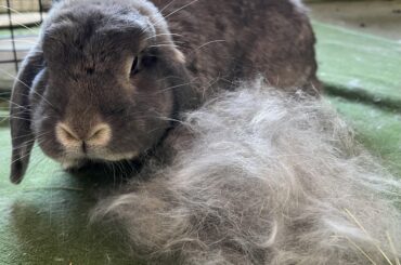 Thelma’s fluff production seems.. excessive.