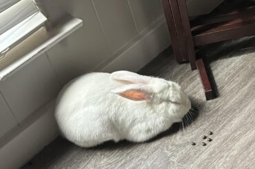 Everest put himself in the corner ):