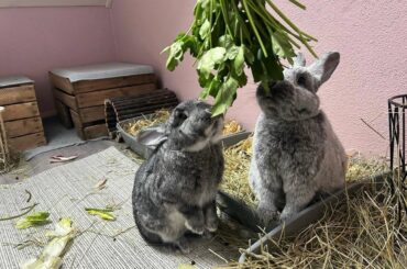 Feeding my cute predators 😂