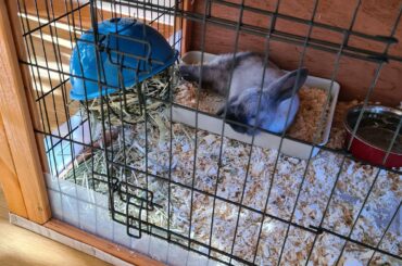 In the litter box, on the pellet bowl, among the shoes