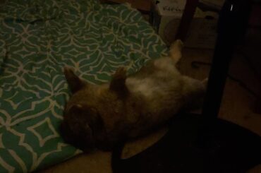 Thought these would fit perfectly here