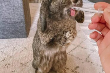 my bunny loves to take his medicine