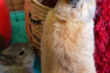 What's In The Basket?