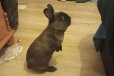 My first time here so look at by bunny