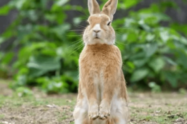 my bunny thinks he is a Kanogroo