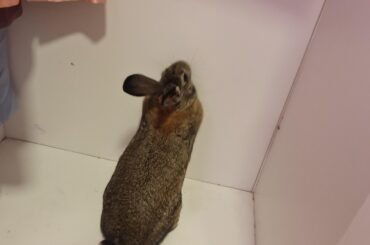 I forgot I had this bunny statue in my closet