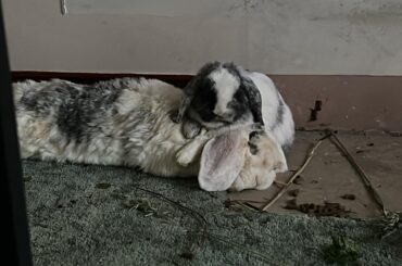 The chillest of the chill marble