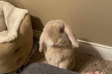 Tofu being nosy 🧐💞🥰