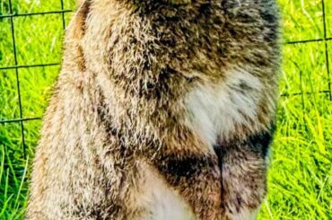 Standing Guard: Bunny Edition