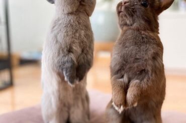 two bunnies waiting for food