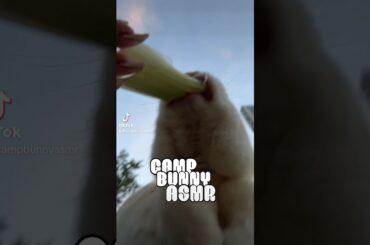 #petrabbit #bunny #fluffybunny #pet #cutebunny #animal #bunnylife #pets #rabbit #bunnys